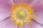 Anemone-Greta Whareham.jpg