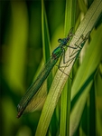 Damselfly Dinner-Tom Bown.jpg